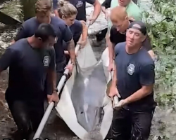 Rescuers Rush To Save Stranded Dolphin — And Realize They’ve Met Her Before