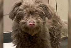 Shelter Staff Watch in Amazement as “Brown” Dog Turns Snow-White After Her First Bath