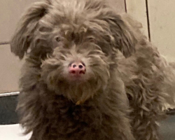 Shelter Staff Watch in Amazement as “Brown” Dog Turns Snow-White After Her First Bath