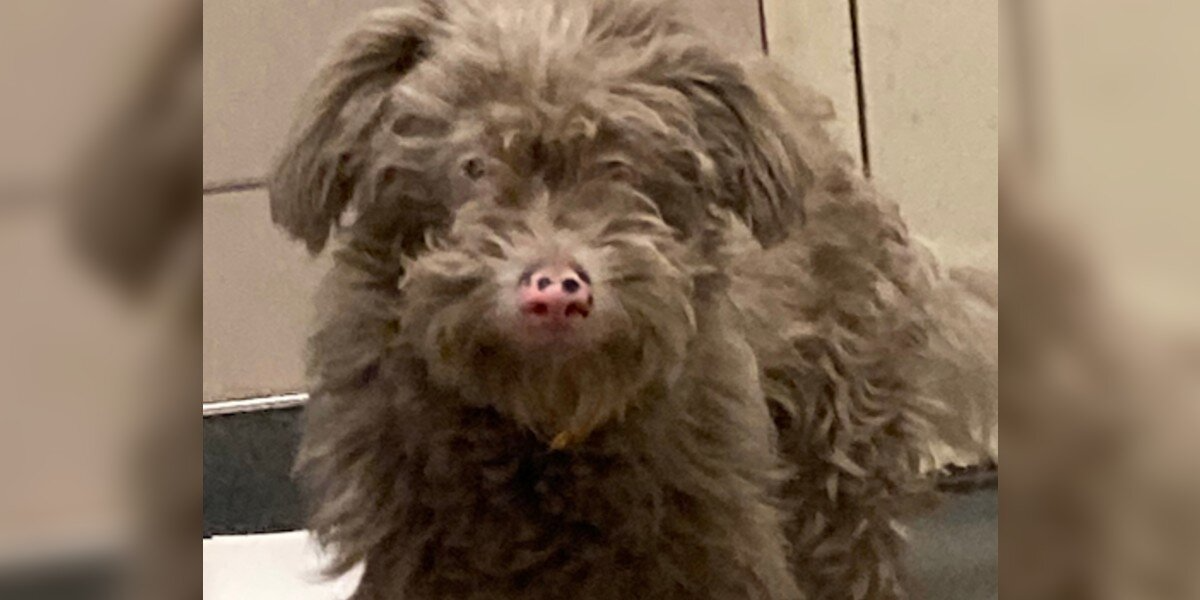 Shelter Staff Watch in Amazement as “Brown” Dog Turns Snow-White After Her First Bath