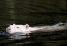 Photographer Spots Mysterious White Creature In Marsh — Then Realizes What It Really Is