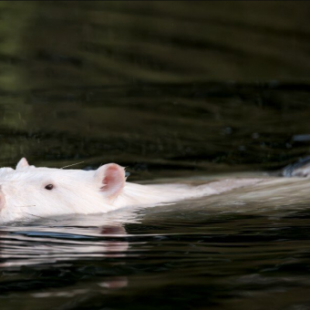 Photographer Spots Mysterious White Creature In Marsh — Then Realizes What It Really Is