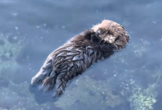 Woman Can’t Stop Smiling After Watching Baby Sea Otter Float On His Own For The Very First Time
