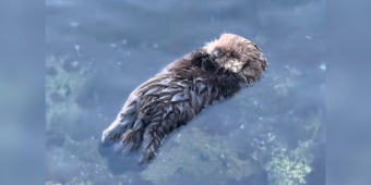 Woman Can’t Stop Smiling After Watching Baby Sea Otter Float On His Own For The Very First Time