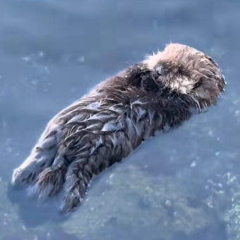 Woman Can’t Stop Smiling After Watching Baby Sea Otter Float On His Own For The Very First Time