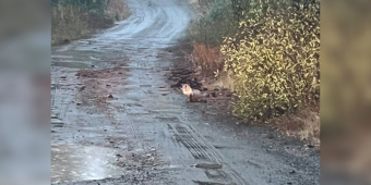 Driver Pulls Over When He Spots Mud-Covered Animal On Mountain Road — And Ends Up Bringing Her Home