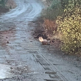 Driver Pulls Over When He Spots Mud-Covered Animal On Mountain Road — And Ends Up Bringing Her Home