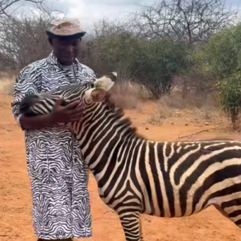 Wildlife Rescuers Find a Brilliant Way to Help an Orphaned Baby Zebra Feel at Home
