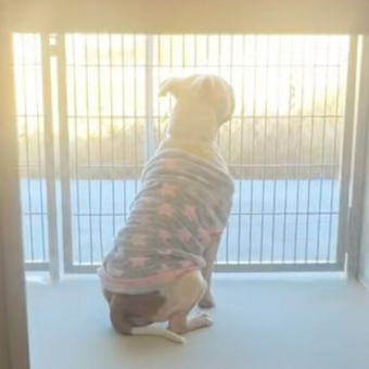 Pittie Left at the Shelter in Her Pajamas Waits Quietly for the Family Who Never Returns