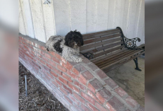 Trembling Dog Appears on Family’s Porch — And Refuses to Leave Her Spot