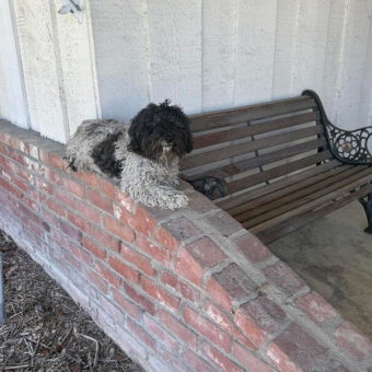 Trembling Dog Appears on Family’s Porch — And Refuses to Leave Her Spot