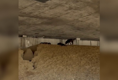 Driver Spots Three Wrinkly Puppies Huddled Under a Busy Highway — And Jumps Into Action