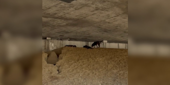 Driver Spots Three Wrinkly Puppies Huddled Under a Busy Highway — And Jumps Into Action