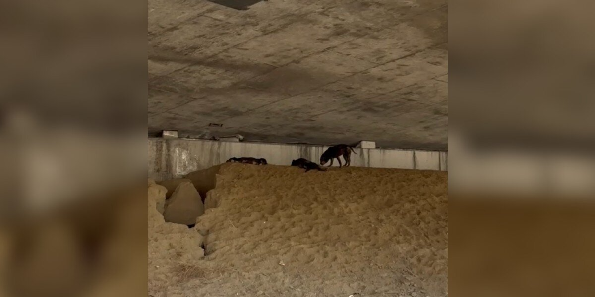 Driver Spots Three Wrinkly Puppies Huddled Under a Busy Highway — And Jumps Into Action