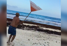 Beachgoer Armed With a Rake Ends Up Saving Hundreds of Endangered Hatchlings