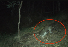 Trail Camera Captures First Glimpse Of Elusive Animal Missing Since The ’90s
