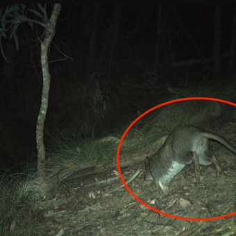 Trail Camera Captures First Glimpse Of Elusive Animal Missing Since The ’90s