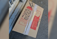 Rescue Worker Shocked to Discover Six Tiny Puppies Abandoned in Box at Shelter Door