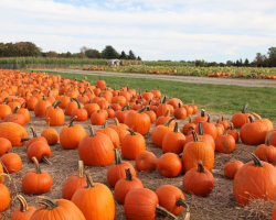 Starving Puppy Found in Pumpkin Patch Makes Miraculous Recovery Thanks to Good Samaritan