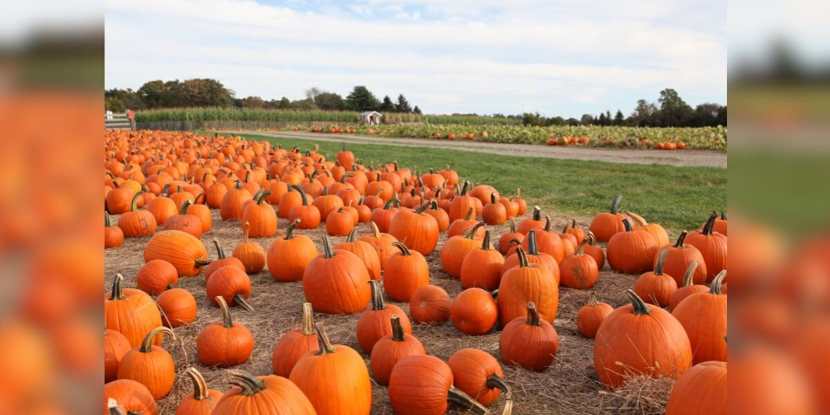 Starving Puppy Found in Pumpkin Patch Makes Miraculous Recovery Thanks to Good Samaritan