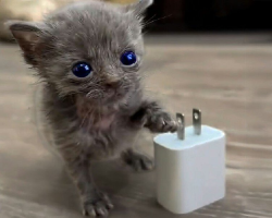 Tiny Kitten No One Expected to Survive Blossoms After Meeting the Friend Who Changed Everything