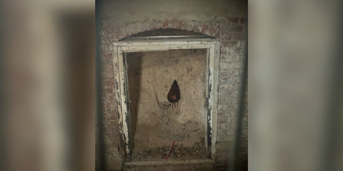 Rescuers Trail “Delicate” Animal Into Abandoned Cellar — And Suddenly Realize He’s Trapped