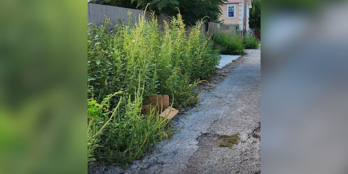 Rescuer Spots Cardboard Box Hidden in Brush — And Finds 5 Tiny Lives Inside