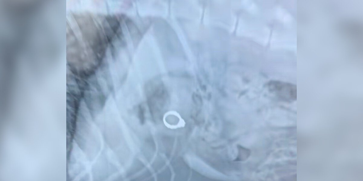 Vet Can’t Stop Laughing After Discovering What Happened To Woman’s Missing Engagement Ring