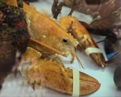 Ultra-Rare Orange Lobster Spotted in Grocery Store Gets a Life-Changing Rescue