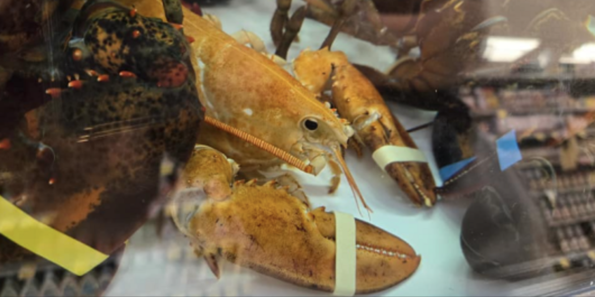 Ultra-Rare Orange Lobster Spotted in Grocery Store Gets a Life-Changing Rescue