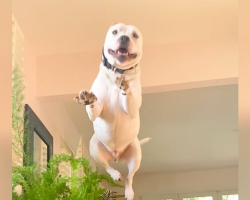 Shelter Pup Saved From Euthanasia List Can’t Stop ‘Flying’ With Happiness