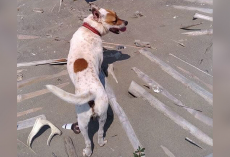 Artist Creates Heartfelt Driftwood Memorial For Beloved Dog Who Collected It With Him