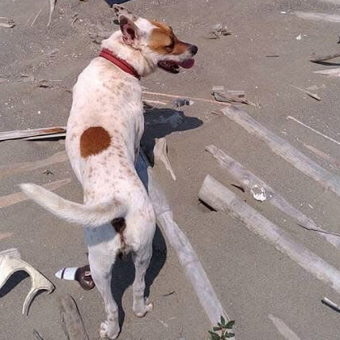 Artist Creates Heartfelt Driftwood Memorial For Beloved Dog Who Collected It With Him