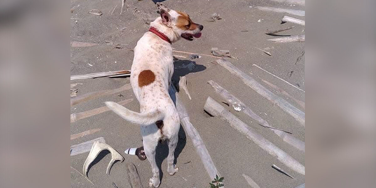 Artist Creates Heartfelt Driftwood Memorial For Beloved Dog Who Collected It With Him