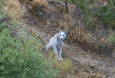Wildlife Photographer Captures First-Ever Footage Of Ultra-Rare ‘Ghost’ Lynx