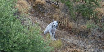 Wildlife Photographer Captures First-Ever Footage Of Ultra-Rare ‘Ghost’ Lynx