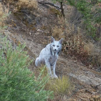 Wildlife Photographer Captures First-Ever Footage Of Ultra-Rare ‘Ghost’ Lynx