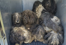 Matted Dogs Huddle Together In Fear — Then One Bath Changes Everything