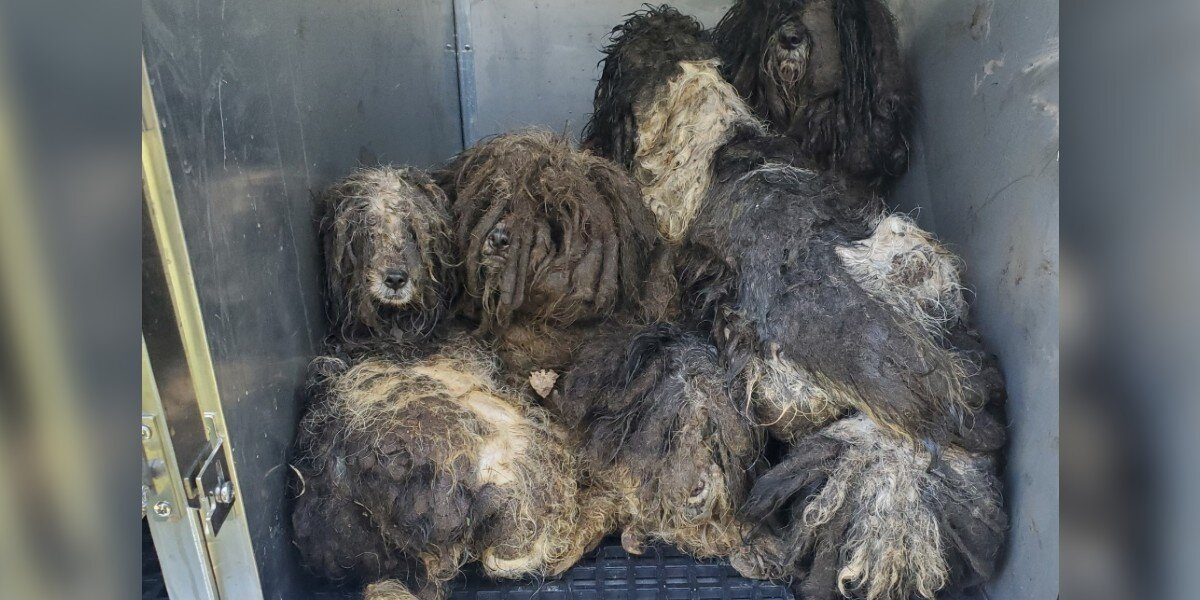 Matted Dogs Huddle Together In Fear — Then One Bath Changes Everything