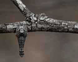 Photographer Realizes the “Twig” Staring at Him Is Actually Smiling