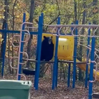 Playground Turns Into Bear Family’s Personal Wonderland — And the Camera Gets It All