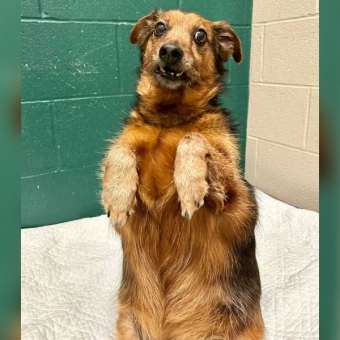 Shelter Pulls Out All the Stops To Find ‘Badly Taxidermied Meerkat’ Dog His Perfect Home