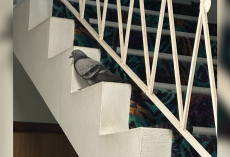 Woman Discovers Pigeon Trapped In Stairwell For Days — And The Heartbreaking Reason Why