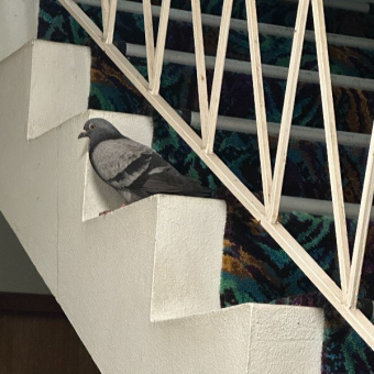 Woman Discovers Pigeon Trapped In Stairwell For Days — And The Heartbreaking Reason Why