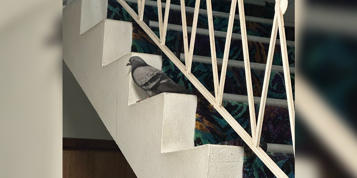 Woman Discovers Pigeon Trapped In Stairwell For Days — And The Heartbreaking Reason Why