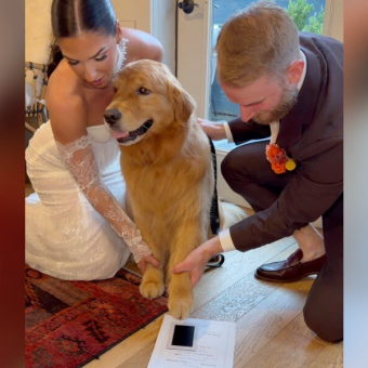 ‘Overly Emotional’ Golden Retriever Gets The Sweetest Job At His Parents’ Wedding