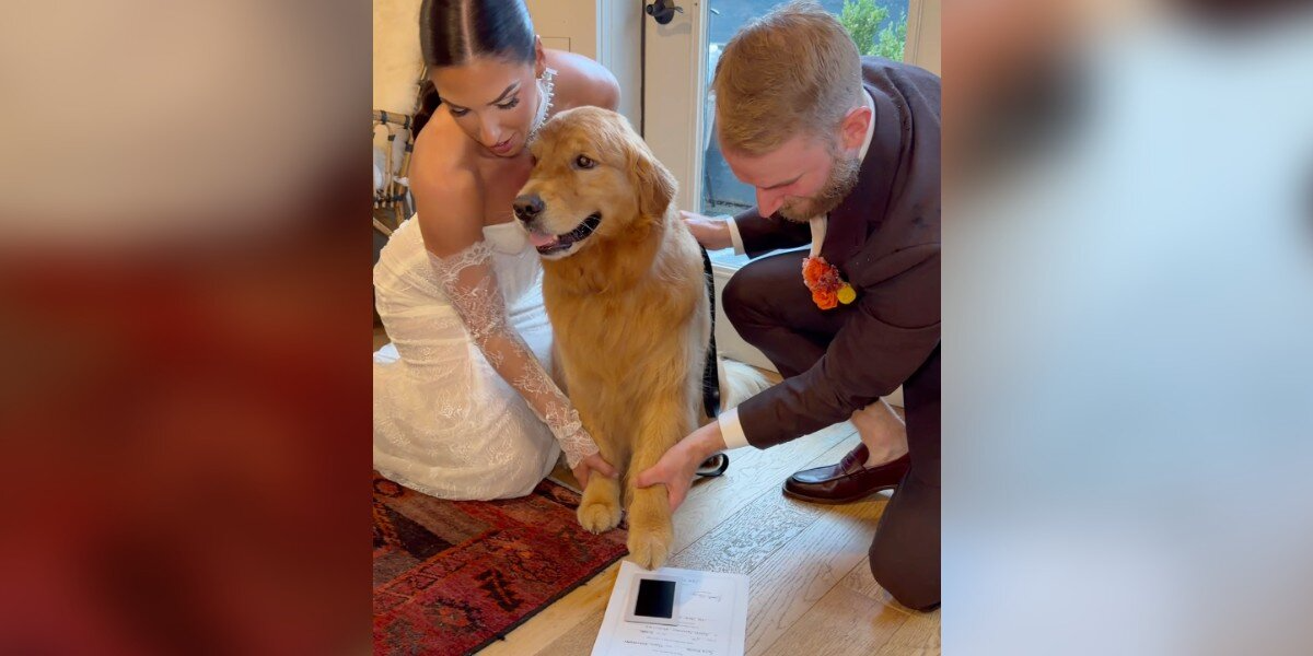 ‘Overly Emotional’ Golden Retriever Gets The Sweetest Job At His Parents’ Wedding