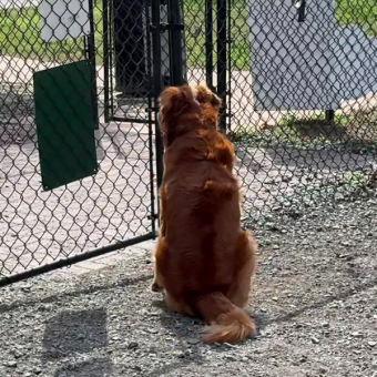 Lonely Pup Waiting at an Empty Dog Park Lights Up the Moment a Friend Walks In