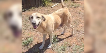 Mama Dog Crawls Under a Fence to Escape Neglect — Then Leads Rescuers Straight to Her Puppies