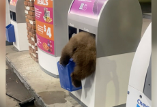 Man Stops for Gas — And Finds Plump and Furry Butt Sticking Out of Trash Can